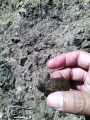 Kinosternon sonoriense