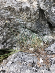 Allium marschalianum