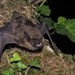 Serotine Bat - Photo (c) Anxos Romeo Barreiro, some rights reserved (CC BY-NC), uploaded by Anxos Romeo Barreiro