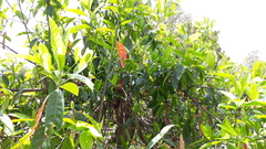 Elaeocarpus ganitrus