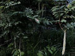 Wisteria brachybotrys
