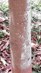 Elaeocarpus ganitrus