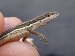 Formosa Grass Lizard photo 2