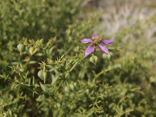 Image of Fagonia laevis by (c) Sue Carnahan, some rights reserved (CC BY)