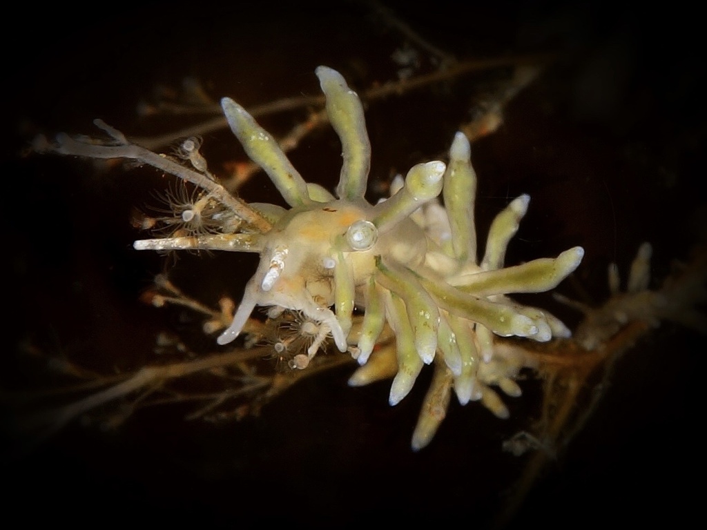 Aenigmastyletus alexeii