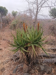 Aloe spicata