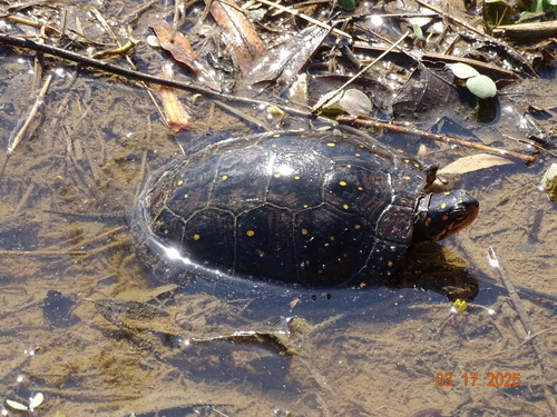 Spotted Turtle