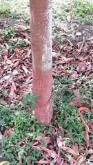 Elaeocarpus ganitrus