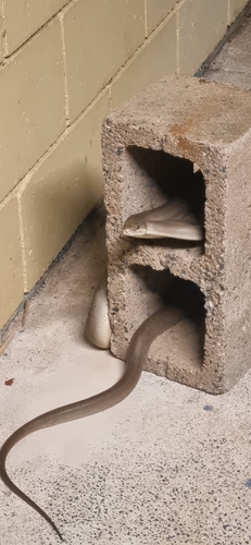 Olive Python sighting