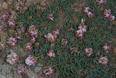 Trifolium dasyphyllum
