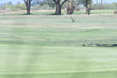 Sturnella magna lilianae