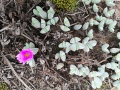 Braunsia maximilianii