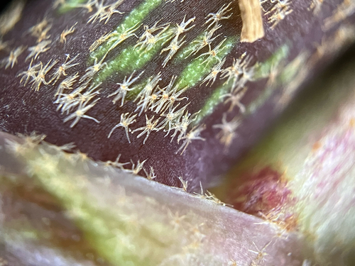 Atlantic Ivy