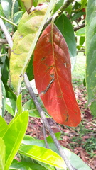 Elaeocarpus ganitrus