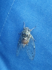 Cicada