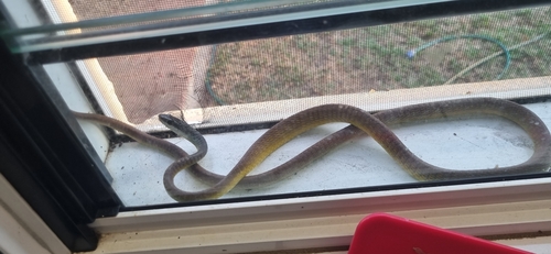 Common Tree Snake sighting