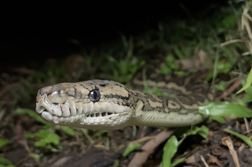 Coastal Carpet Python sighting