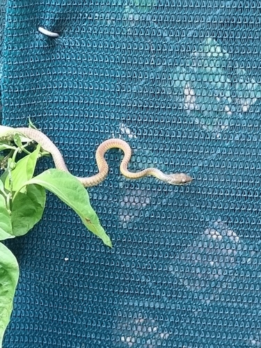 Common Tree Snake sighting