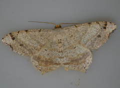 Macaria bicolorata