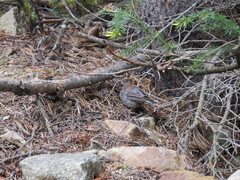 Junco hyemalis caniceps