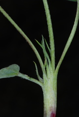 Trifolium dasyphyllum