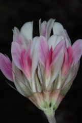 Trifolium dasyphyllum