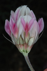 Trifolium dasyphyllum