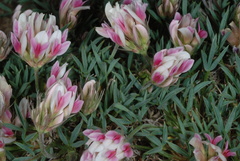 Trifolium dasyphyllum