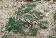 Trifolium dasyphyllum