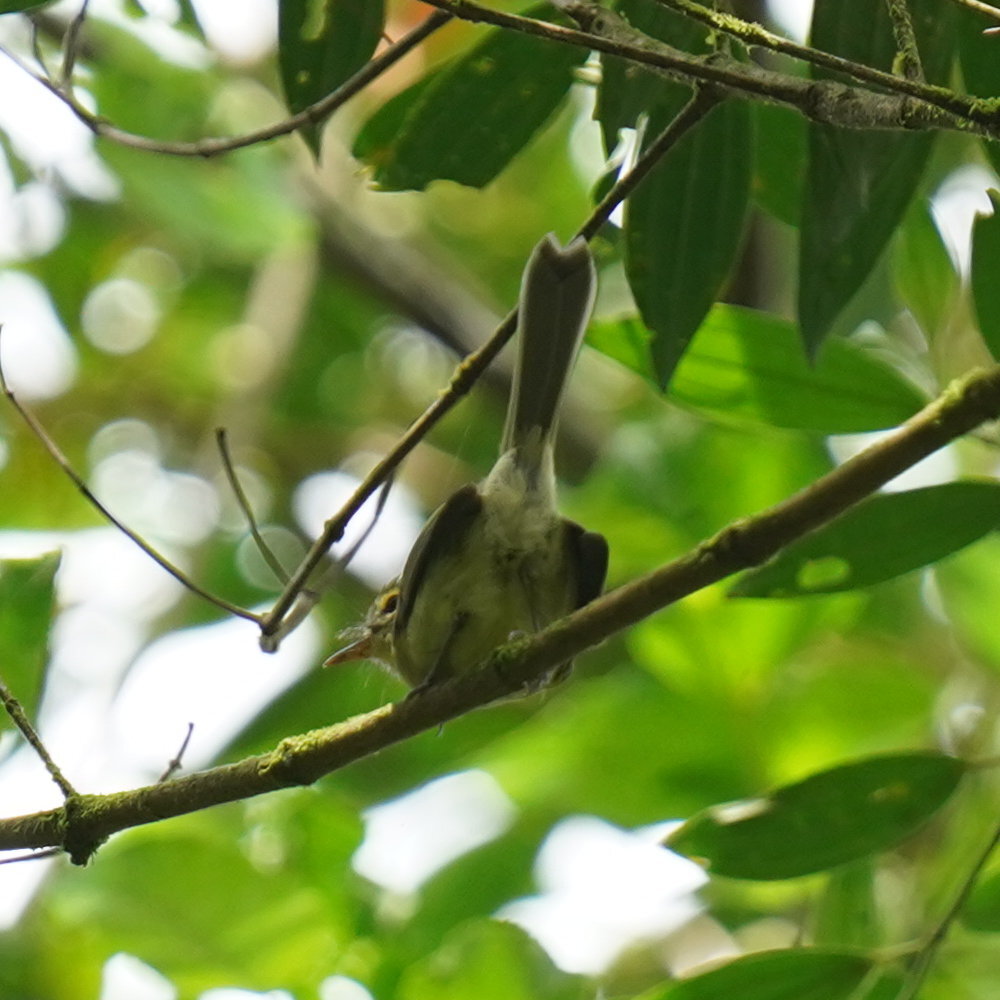 Oustalet's Tyrannulet (Phylloscartes oustaleti), photo 2