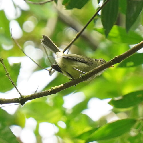Oustalet's Tyrannulet (Phylloscartes oustaleti)