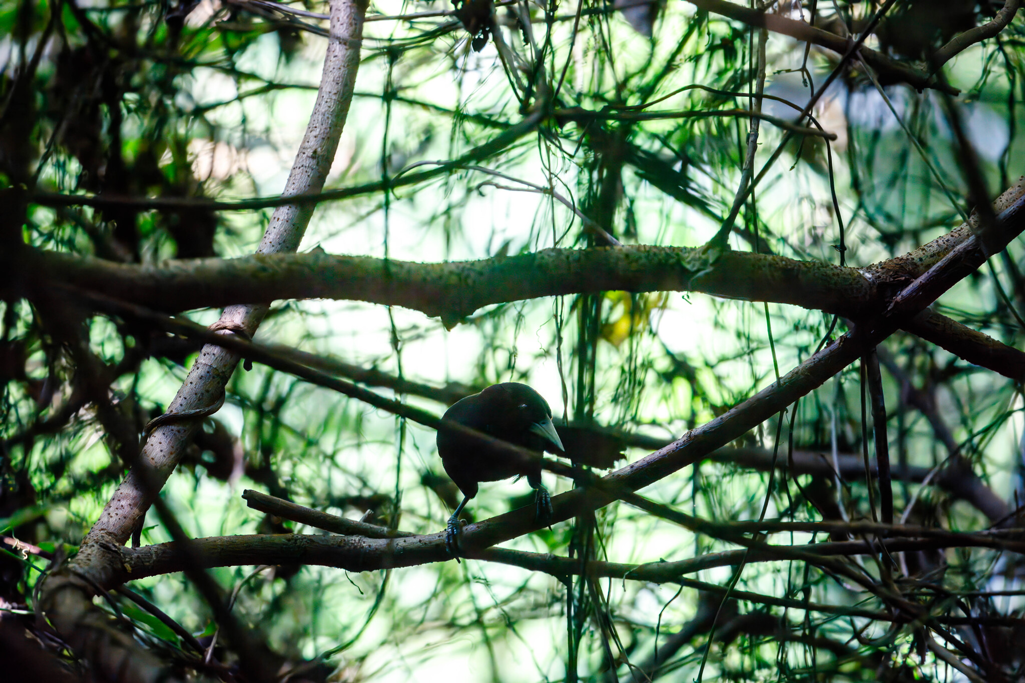 Yellow-billed Cacique (Amblycercus holosericeus), photo 3