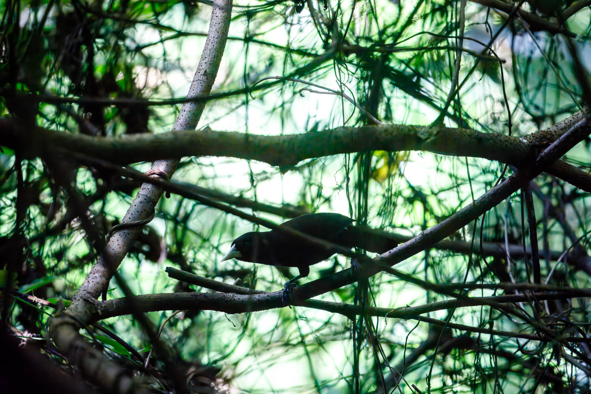 Yellow-billed Cacique (Amblycercus holosericeus), photo 4
