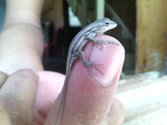 Sceloporus virgatus