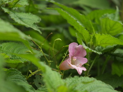 Impatiens devendrae
