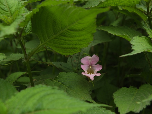 Image of Impatiens amphorata by (c) Siddarth Machado, some rights reserved (CC BY)