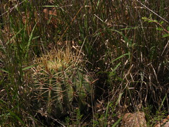Ferocactus histrix