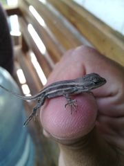 Sceloporus virgatus