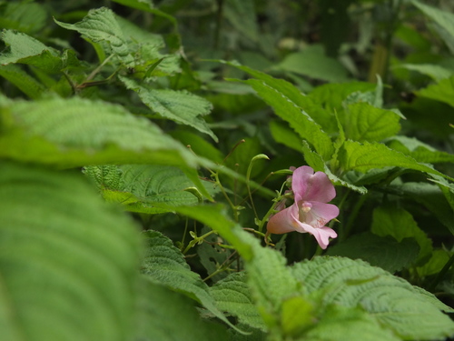 Image of Impatiens amphorata by (c) Siddarth Machado, some rights reserved (CC BY)