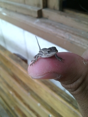 Sceloporus virgatus
