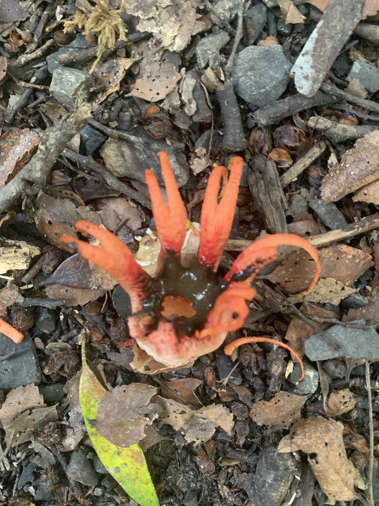Aseroe rubra · March 2025 · photo: © henry_id (iNaturalist, cc-by)