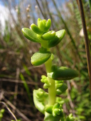 Sedum ebracteatum