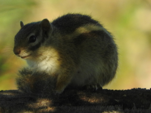 Striped Bush Squirrel