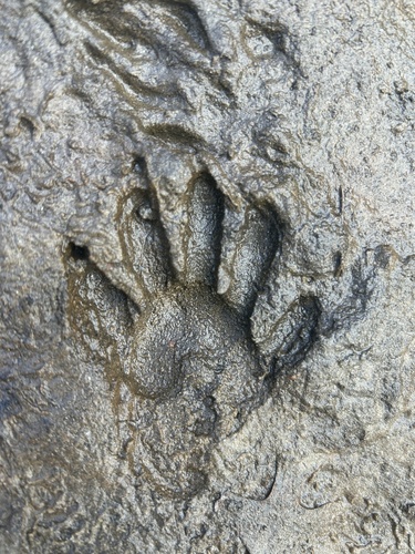 Common Raccoon photographed in Minnesota
