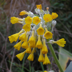 Primula palinuri