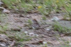 Spizella passerina passerina