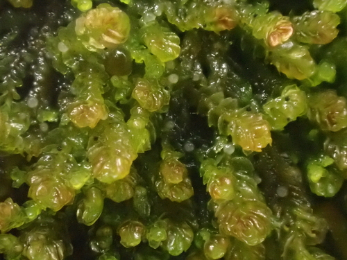 Image of Marsupella emarginata by no rights reserved