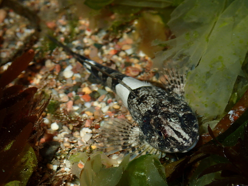Mosshead sculpin (Clinocottus globiceps) — Cottidae — 4