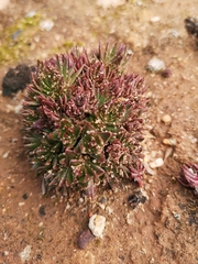 Crassula alpestris