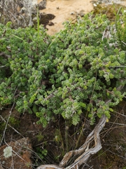Pelargonium alternans alternans